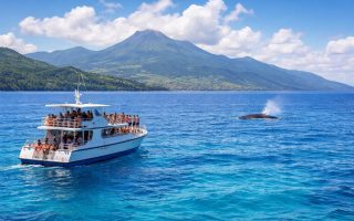 bateau-observation-ocean-baleine-martinique