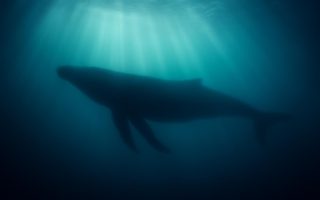 Baleine Signification Spirituelle : Décoder son Message d'Animal Totem