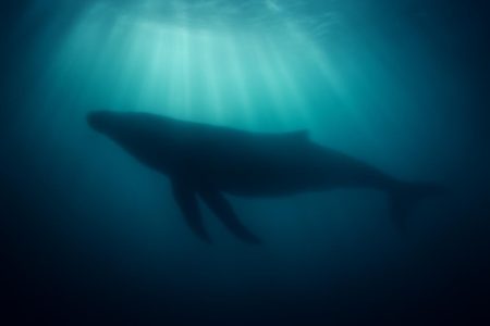 Baleine Signification Spirituelle : Décoder son Message d'Animal Totem