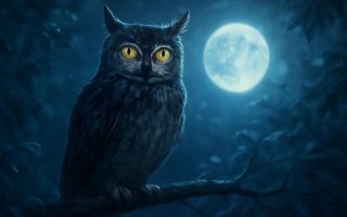 Chouette Animal Totem : sa Signification et son Message